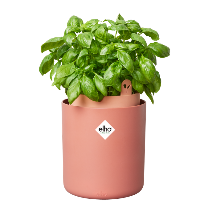 bouncy basil toffee terra